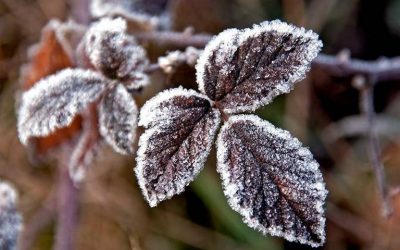 Cómo proteger tus plantas este invierno
