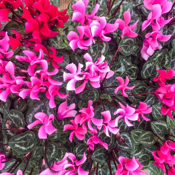 Ciclamen (Cyclamen Persicum) colores variados en maceta de 12/14 cm |  Plantas y jardín envíos a domicilio