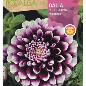 Bulbos de Dalia decorativa Edinburgh (1 unidad)