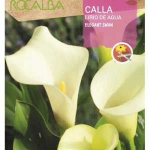 Bulbos de Calla Lirio de agua Elegant Swan (1 unidad)