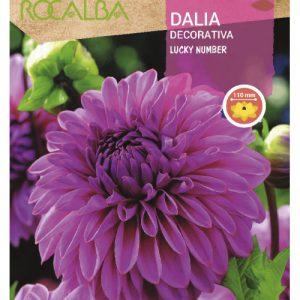 Bulbos de Dalia decorativa Lucky Number (1 unidad)