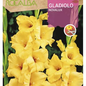 Bulbos de Gladiolo Novalux (10 unidades)