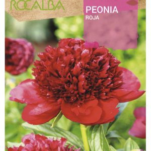 Bulbo de Peonia en color rojo (1 unidad)