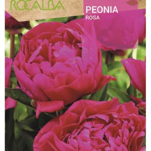 Bulbo de Peonia en color rosa (1 unidad)