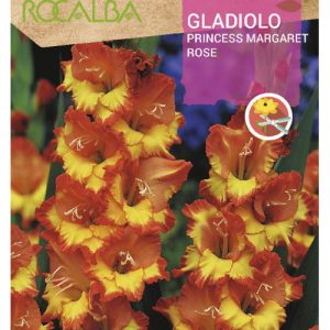 Bulbos de Gladiolo Princess Margaret Rose (10 unidades)