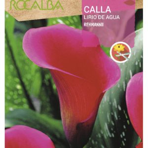 Bulbos de Calla Lirio de agua Rehmanii (1 unidad)