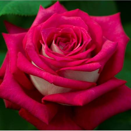 Rosal Monica Bellucci Meilland en rosapot de 2 litros