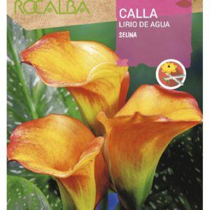 Bulbos de Calla Lirio de agua Selina (1 unidad)