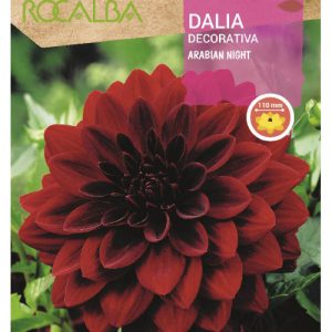 Bulbos de Dalia decorativa Arabian Night (1 unidad)