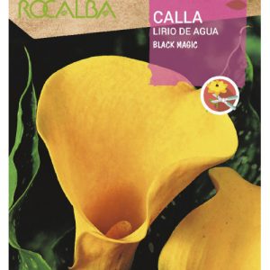 Bulbos de Calla Lirio de agua Black Magic (1 unidad)