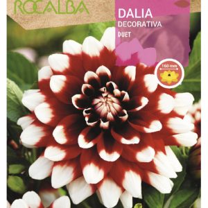 Bulbos de Dalia decorativa Duet (1 unidad)