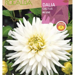 Bulbos de Dalia Cactus My Love (1 unidad)