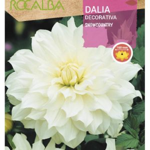 Bulbos de Dalia decorativa Snowcountry (1 unidad)