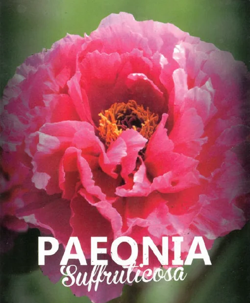 Peonia (Paeonia suffruticosa) de flor fucsia (M-23)