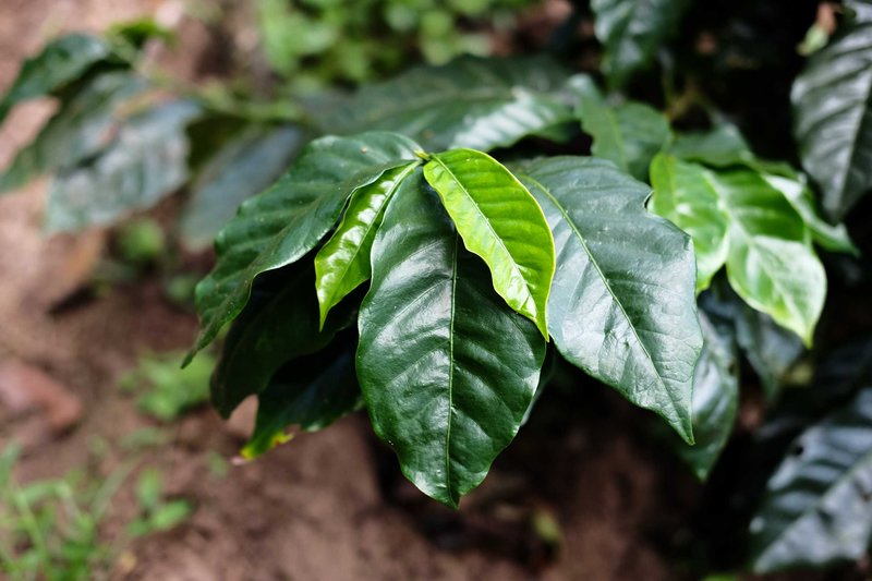 Coffea arabica: cuidados y características