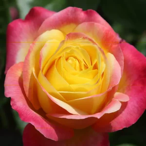 Rosal Oriental Peace Meilland en rosapot de 2 litros