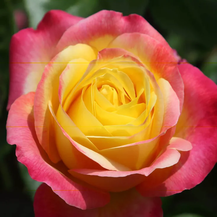 Rosal Oriental Peace Meilland en rosapot de 2 litros