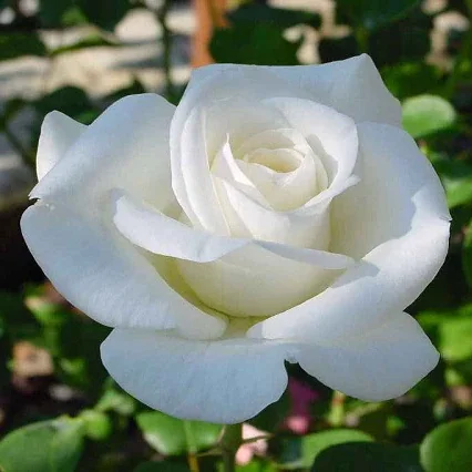 Rosal White Neige Meilland en rosapot de 2 litros