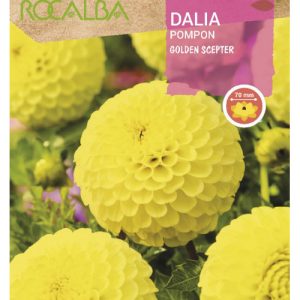 Bulbos de Dalia Pompon Golden scepter amarilla (1 unidad)