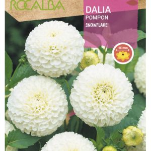 Bulbos de Dalia Pompon Snowflake blanca (1 unidad)