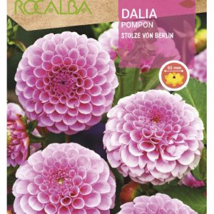 Bulbos de Dalia Pompon Stolze von Berlin rosa (1 unidad)