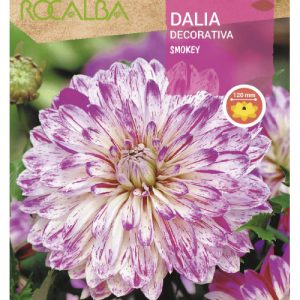 Bulbos de Dalia decorativa Smokey blanco con lila (1 unidad)