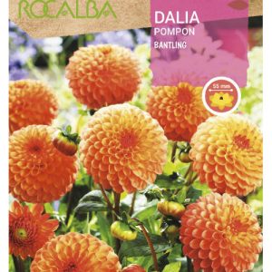 Bulbos de Dalia Pompon Bantling naranja (1 unidad)