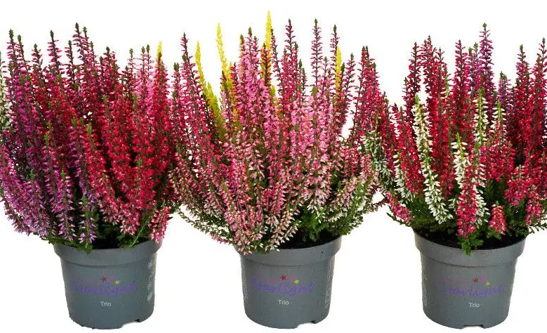 Cayuna tricolor en maceta M-11