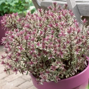 Hebe "Magic Color" en maceta M-17